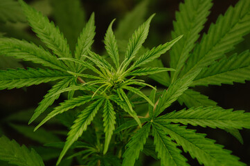 Closeup of young cannabis plant. Medical cannabis concept. Horizontal background. Marijuana leaves and bud on early flowering stage. Weed, pot, hemp, ganja