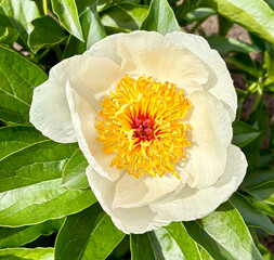 Beautiful white bud of Paeonia Sanctus flower close up in summer sunny garden, botanical garden,...