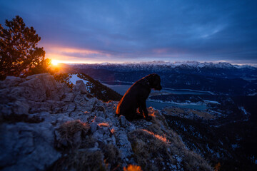 Wandern mit Hund