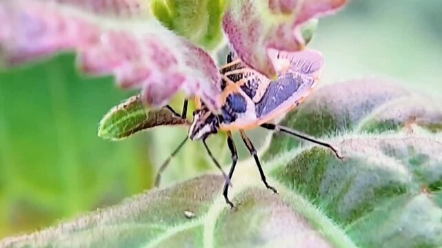 Shield Bug Resting on Plant Tip - Detailed Insect Camouflage in Nature