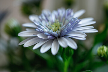 Osteospermum, African daisy, daisybush blue flowers with soft focus blossoms in a serene indoor...