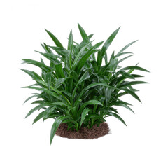 Fototapeta premium A lush green plant with long leaves, showcasing vibrant foliage and a healthy appearance, perfect for home decor or gardening projects.