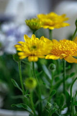 Colorful yellow flowers bloom gracefully in a garden during a sunny afternoon, showcasing vibrant petals and lush green leaves