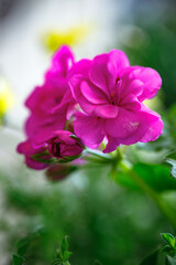Obraz premium Pelargonium, geraniums, pelargoniums, storksbills bloom in a garden during spring season, showcasing vibrant colors and intricate petal structures