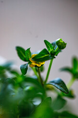 blooming plant Sanvitalia, creeping zinnia, miniature sunflower, golden carpet with vibrant green leaves and delicate yellow flowers in a bright indoor setting