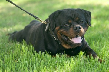 Obraz premium Happy Rottweiler on Green Grass