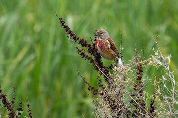 Bluthänfling, auch Hänfling oder Flachsfink auf der suche nach Niestmaterial / Vogel 