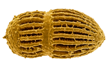 Textured golden biological particle seen with an electron microscope isolated on a transparent background