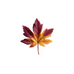 A vibrant autumn leaf displaying rich shades of red and yellow, isolated on a white background, perfect for seasonal themes or nature-related projects.
