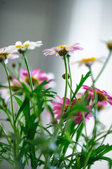 Argyranthemum Bright yellow daisies in bloom with natural lighting