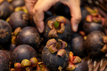Close-up view of hand choosing ripe mangosteen in wicker basket