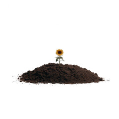 A vibrant sunflower emerging from a mound of rich soil, symbolizing growth and resilience in nature. Isolated on a clean, white background for a striking visual effect.