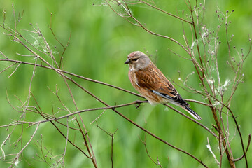 Bluthänfling, auch Hänfling oder Flachsfink