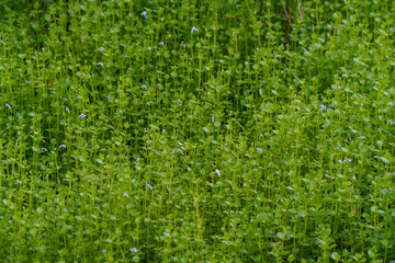 Lush green carpet of tiny plants, densely packed, vibrant foliage.