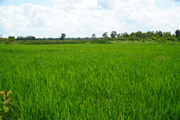 Obraz premium Lush green rice paddy field stretches to the horizon under a cloudy sky, showcasing rural agriculture.
