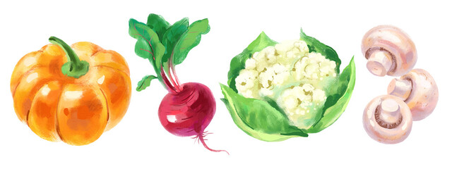 Acrylic gouache watercolor vegetables illustration set. Beetroot, pumpkin, cauliflower, champignons. Painted isolated superfood on white background