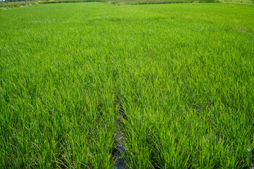 Lush green rice paddy field stretching out in all directions.