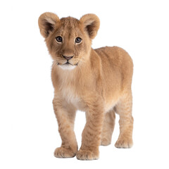 A young lion cub stands gracefully against a clean, white background, showcasing its playful and curious nature with soft, fluffy fur.