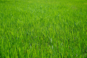 Close-up of vibrant green grass, showing texture and natural beauty.