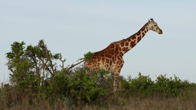 Very wide gimbal tracking of solitary Reticulated giraffe (Giraffa c. reticulata) walking in savannah in cloudy morning in Kenya