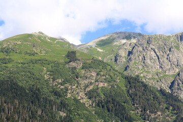 Naklejka premium coniferous forested slopes of the caucasian mountains in dombai midsummer