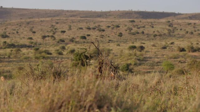 Very wide gimbal tracking of territorial male Impala (Aepyceros melampus) walking boldly in tall grassy savannah with morning light in Kenya