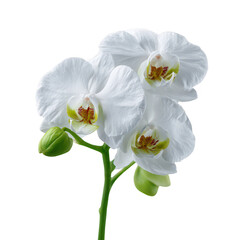Fototapeta premium Elegant white orchid flowers with delicate petals and green buds, showcasing natural beauty and grace against a neutral backdrop.