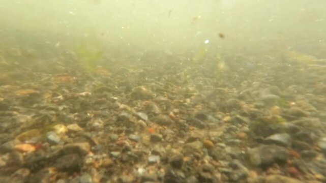 Slow motion underwater of a shallow river with clear and pebbles. Mountain river with stone structure. Ecology and environment concept. 4K footage