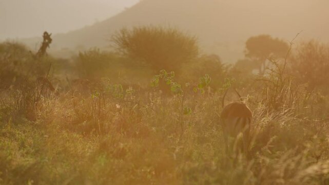 Very wide gimbal parallax of territorial male and female herd of Impala (Aepyceros melampus) grazing in grass savannah in sunrise in Kenya