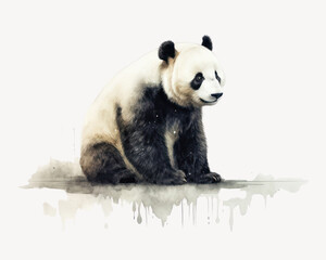 Obraz premium Wildlife animal mammal panda.