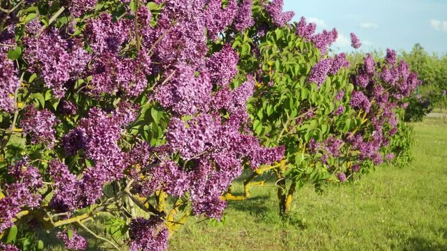 Manicured lilac trees in full bloom on a windy spring day in the Dobele lilac garden in Latvia. A footage scenery in Europe's largest lilac garden, showcasing profusely blooming inflorescences.
