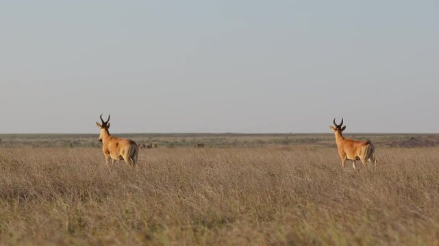 Very wide gimbal tracking of a pair of Hartebeests (Alcelaphus buselaphus) walking past a distant herd of elephants in the Kenyan savannah