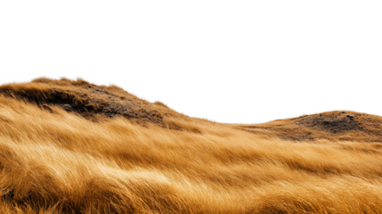 beautiful hillside covered with dried golden grass isolated on white background