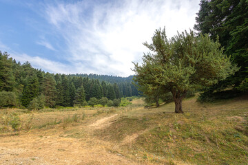 Obraz premium trees in the forest in Bolu, Abant
