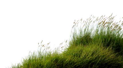 Vibrant green grass gently blowing in the wind  isolated on white background