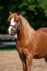 Adorable Haflinger horse standing outdoors, showing calm and friendly demeanor. Known for its soft...