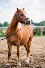 Sweet-natured Haflinger breed horse with soft, friendly expression. This dependable and...