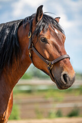 Obraz premium Elegant brown horse with black mane seen in profile on farm. Represents natural grace, strength, and connection to rural life.