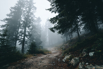 Obraz premium a dirt road in the middle of a forest