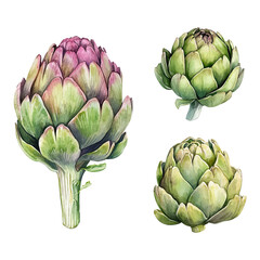 Watercolor artichoke vector set. Hand-painted vegetable illustrations. 