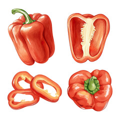 Set of red bell peppers with sliced elements in watercolor style. Vector illustration. 