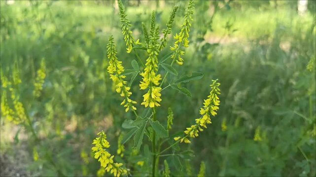 The yellow flowers of Melilotus officinalis grow in the field. Herbaceous plants of the Legume family.