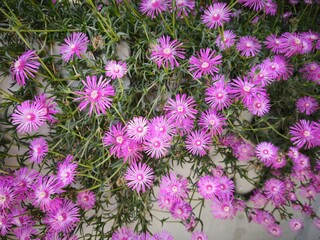 Obraz premium Beautiful, densely blooming flowers in a planter.