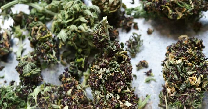 medical marijuana cannabis buds close up