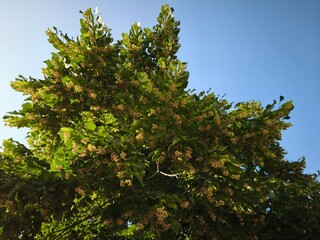 Flowering Tilia cordata trunk photographed from below