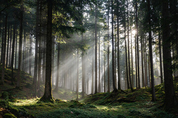 Naklejka premium a forest with a sunbeam in the middle of the forest
