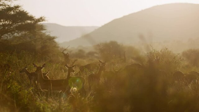 Very wide gimbal parallax of female herd of Impalas (Aepyceros melampus) and one territorial male in savannah grassland in sunrise in Kenya