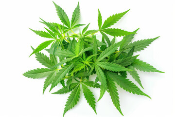 Cannabis plant with green leaves on a white background.