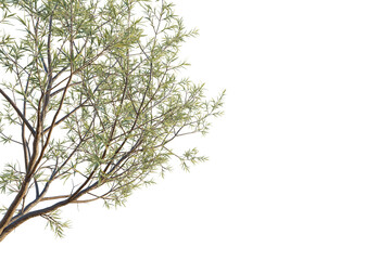 Hippophae rhamnoides Tree corner 4k cutout png transparent background