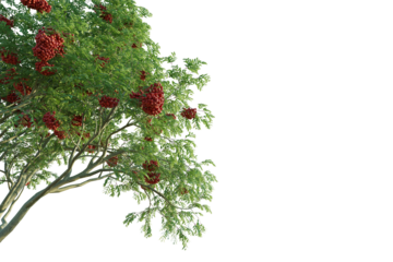Sorbus aucuparia Tree corner 4k cutout png transparent background